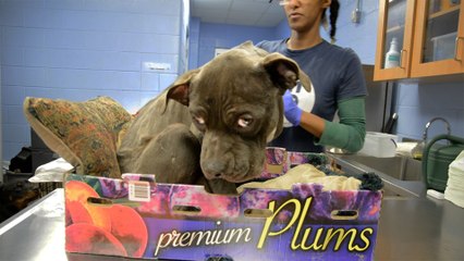 Sad Pittie Left In A Plum Box Is Such A Happy Boy Now