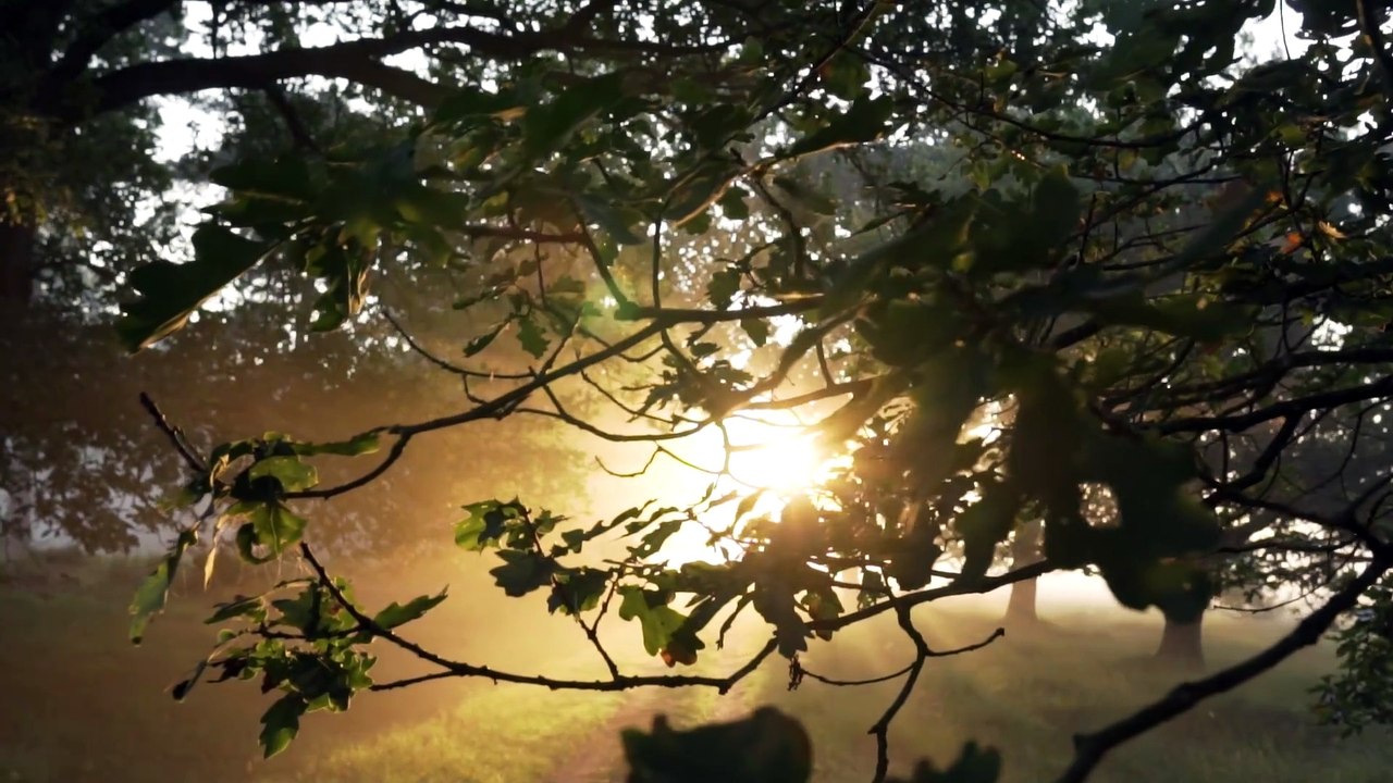 5587007-hd_1920_1080_30fps