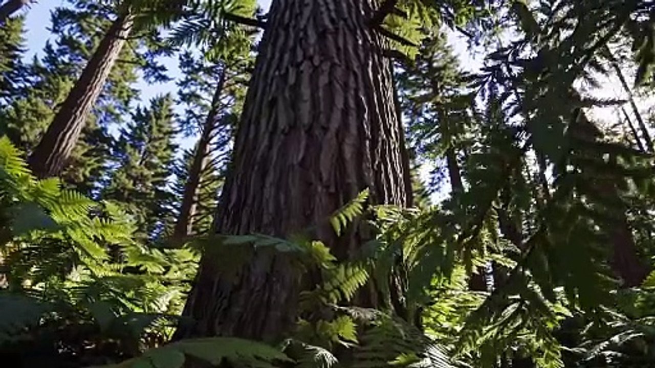 cedar_groves_of_british_columbia (1080p)