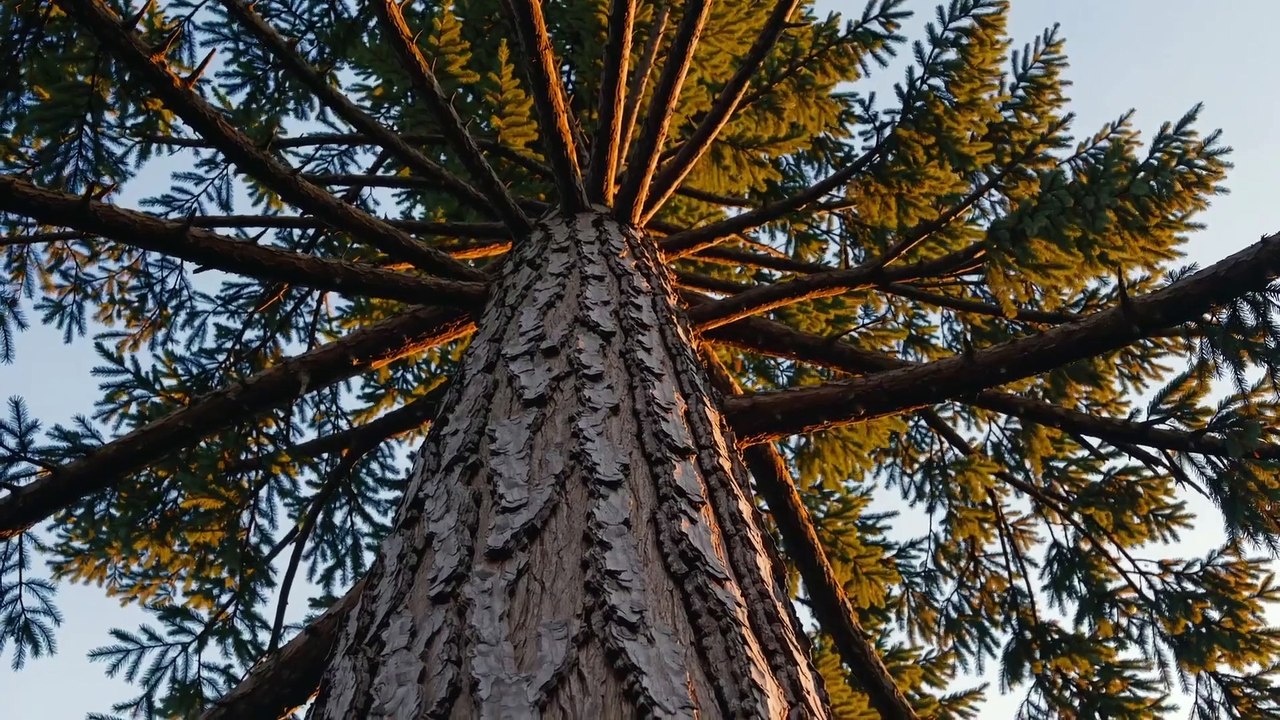 sacred_trees_of_british_columbia__guardians_of_the_land (1080p)