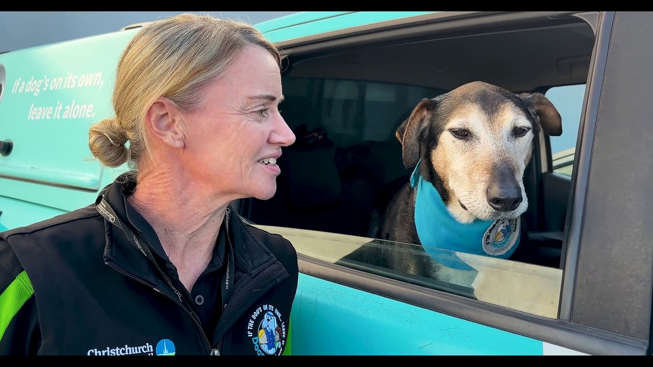 Time to retire for education dog. Video:  Christchurch City Council