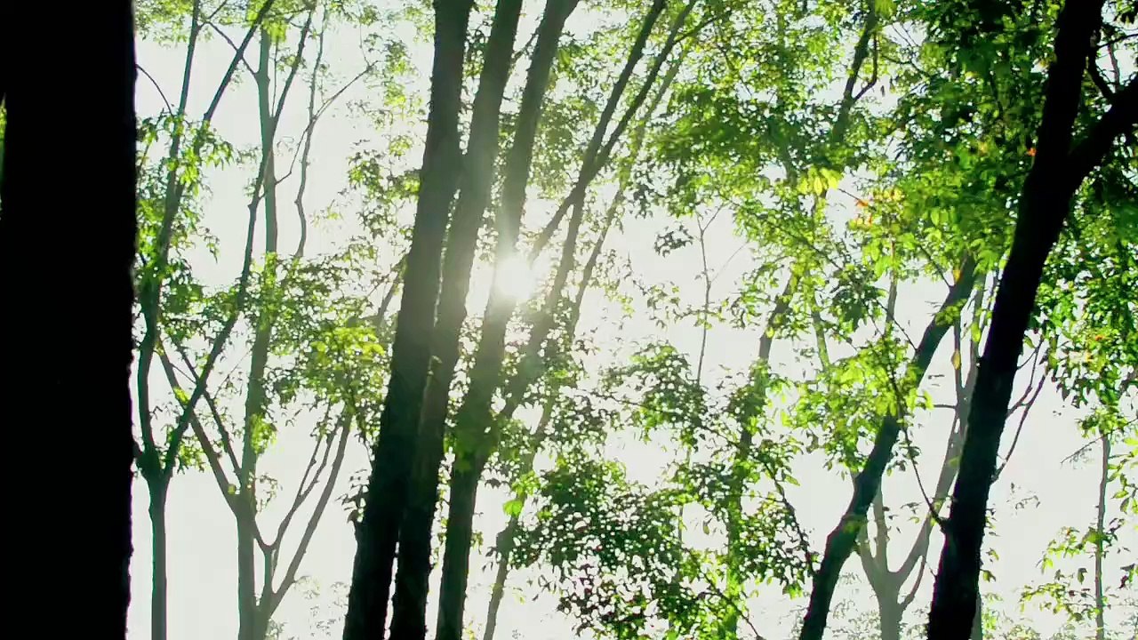 2455151-hd_1920_1080_30fps