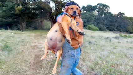 Rescuing a Very Pregnant Dog After Hours of Tracking in the Woods