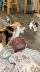 Kittens Roam Around Newborn Baby