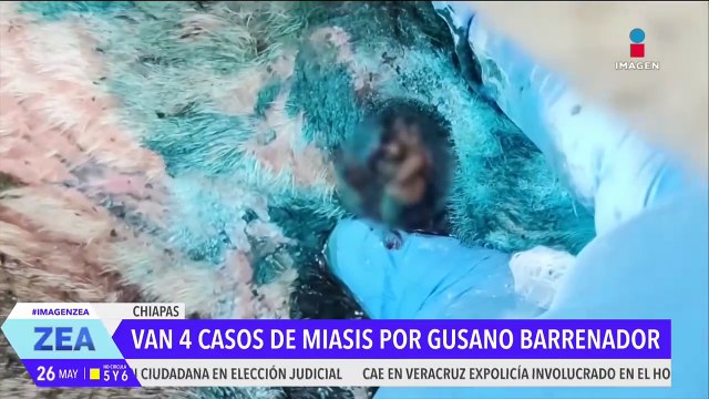 Suman 4 casos de miasis por gusano barrenador en humanos