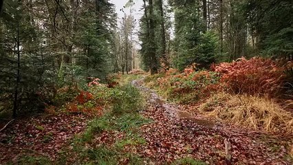 videoblocks-foretalencon9_r6lzquyiea__ae1b56692ae99f622ca60dfef198d7b2__P360