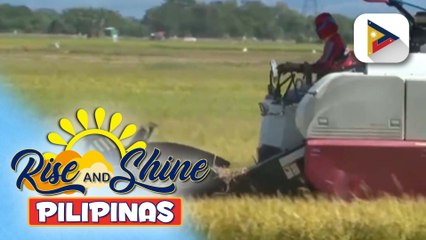 NFA, ipagpapatuloy ang procurement ng palay para mapunan ang reserbang bigas