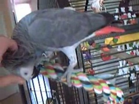 Miko ne se lasse pas des gratouilles