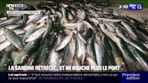 La taille des sardines a réduit de moitié et ne bouche plus le port de Saint-Guénolé en Bretagne