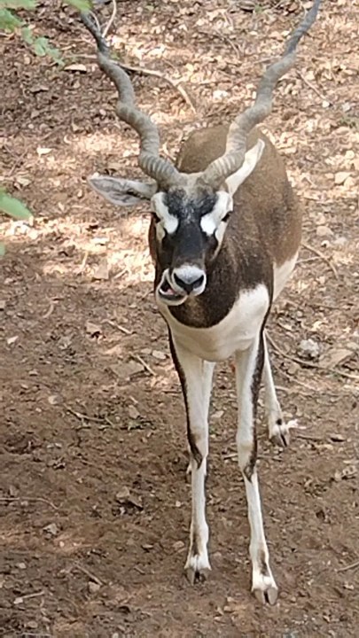 Gus the famous blackbuck