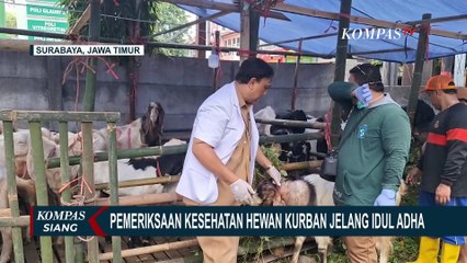 Jelang Idul Adha, DKPP Surabaya Periksa Kesehatan Hewan Kurban di Seluruh Kecamatan