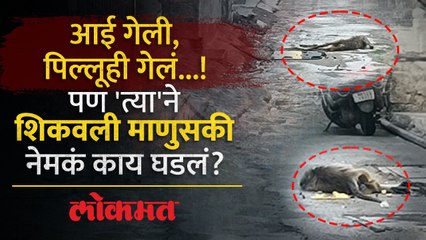 आई गेली, पिल्लूही गेलं... पण तिसरं माकड २४ तासानंतरही तिथेच, ह्रदय पिळवटणारी घटना