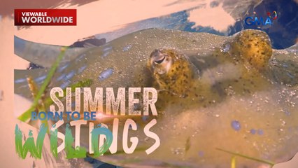 Ano ang dapat gawin kapag na-sting ng stingray at jellyfish? | Born to be Wild