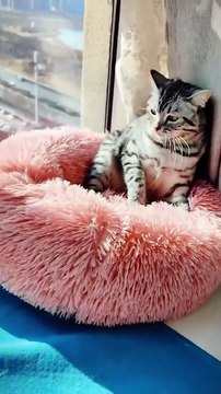 Cat vs duck new viral funny video 📸 duck love 😘❤️ cat lover 😍😹 animals love 😘😽#shorts #shortvideos #viralvideos #viralshorts #funny #funnyvideos #comedy #duck #cat #animals #love #care