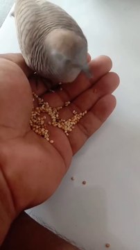 Perkutut jinak makan di tangan