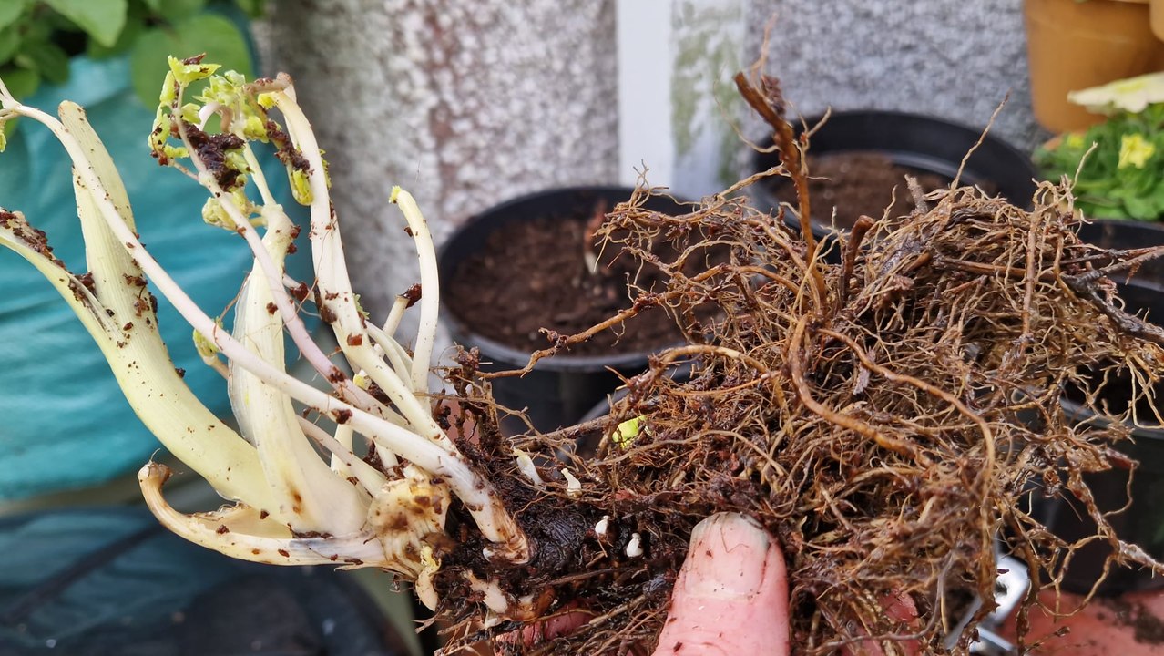 Planting bare root perennials