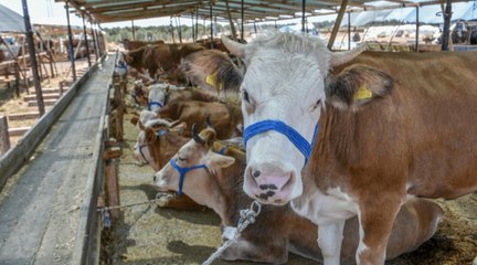 İnternetten kurbanlık alanlara 'dolandırılmayın' uyarısı