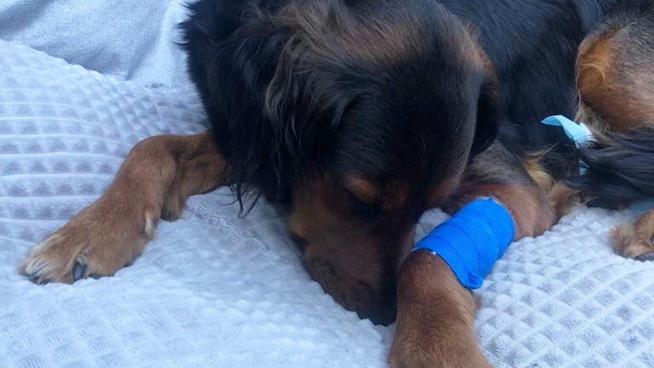 Police investigate after dogs 'poisoned with cannabis'