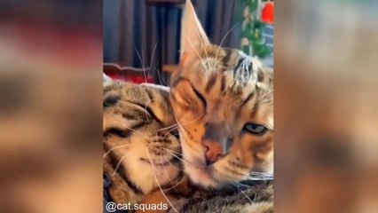 Cat videos droles jamais vue_1748286471