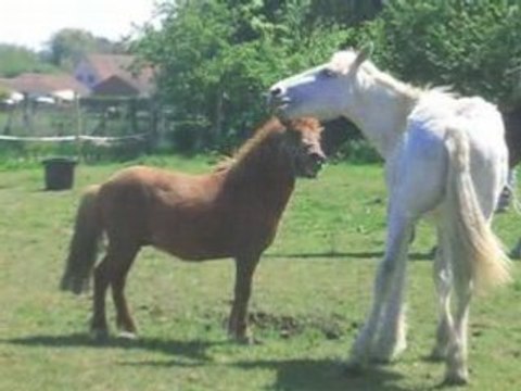 Chevaux Réflexe Adoption n°3