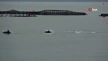 Karadeniz’in incileri Türk somonu hasadında dans etti!