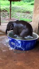 Elephant core #elephant #anmal#funny#fyp#foryou#funnyvideo #funnyshorts