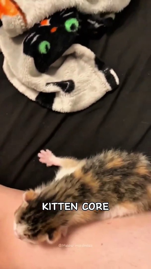 ⁣kitten core