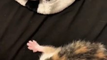 kitten core