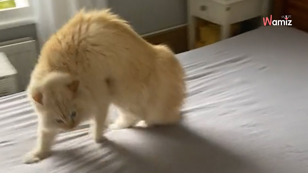 Unglaublich, was die Katze im Bett macht: Millionen lachen sich darüber schlapp (Video)