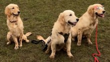 Frau überrascht ihren Golden Retriever: Ein Wiedersehen voller Emotionen