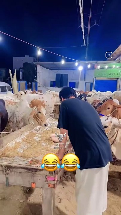 Funny viral clips