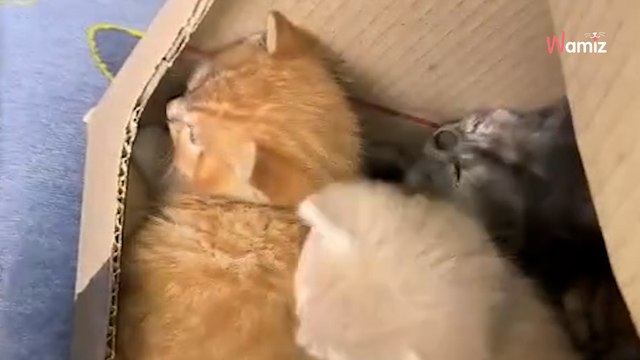 Podczas szkolnej wycieczki do parku, dzieci i nauczycielka dokonują smutnego odkrycia