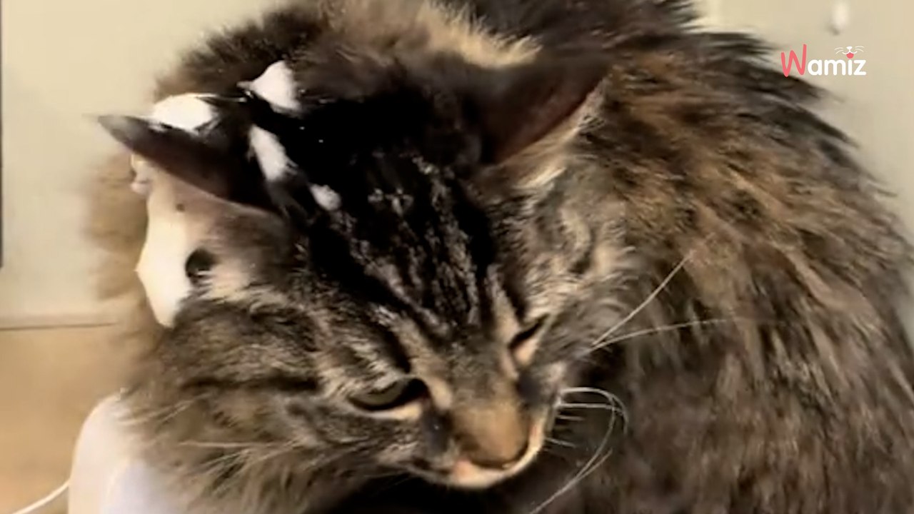 Nervous cat picks the worst possible hiding spot at the vet