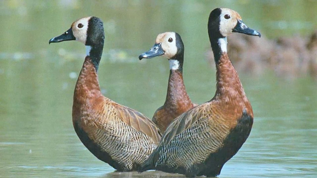 Le peuple migrateur Bande-annonce VF