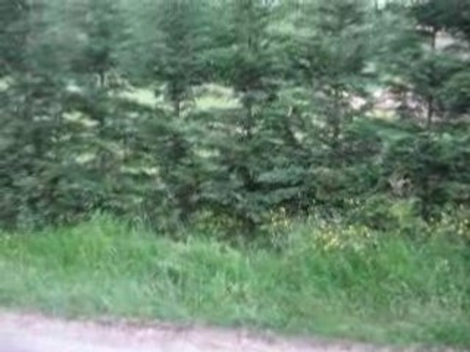MVI_0397