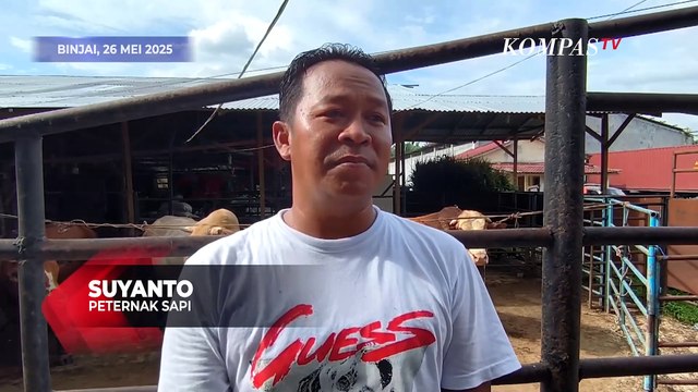 Iduladha 2025, Presiden Prabowo Beli 3 Sapi Premium dari Peternak Binjai