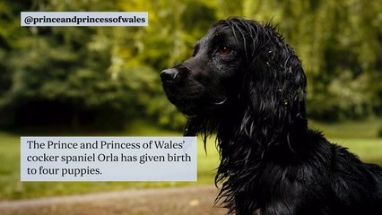 Royal joy as William and Kate’s beloved dog Orla gives birth to four pups