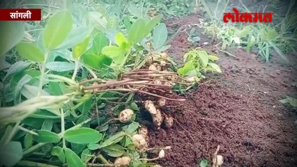 पावसाने शेतकऱ्याच्या तोंडचा घास हिरावला