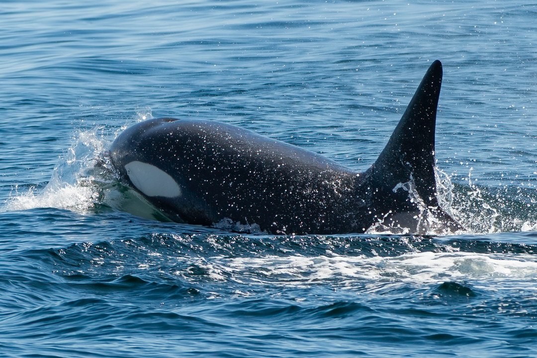 Orcas spotted at the Farne Islands 25/05/25