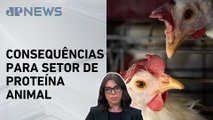 Mariana Grilli: Presidente da ABPA confirma que Brasil está livre da gripe aviária