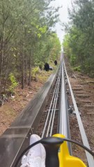 El vídeo que bate los récords de likes en Tiktok: "Es como un tren de sushi pero con osos"