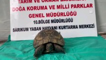 Bitkin bulunan kaplumbağa tedavi altında