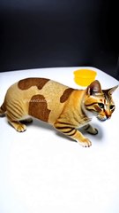 #catlover #catshorts #cutecat #meow #trendingshorts