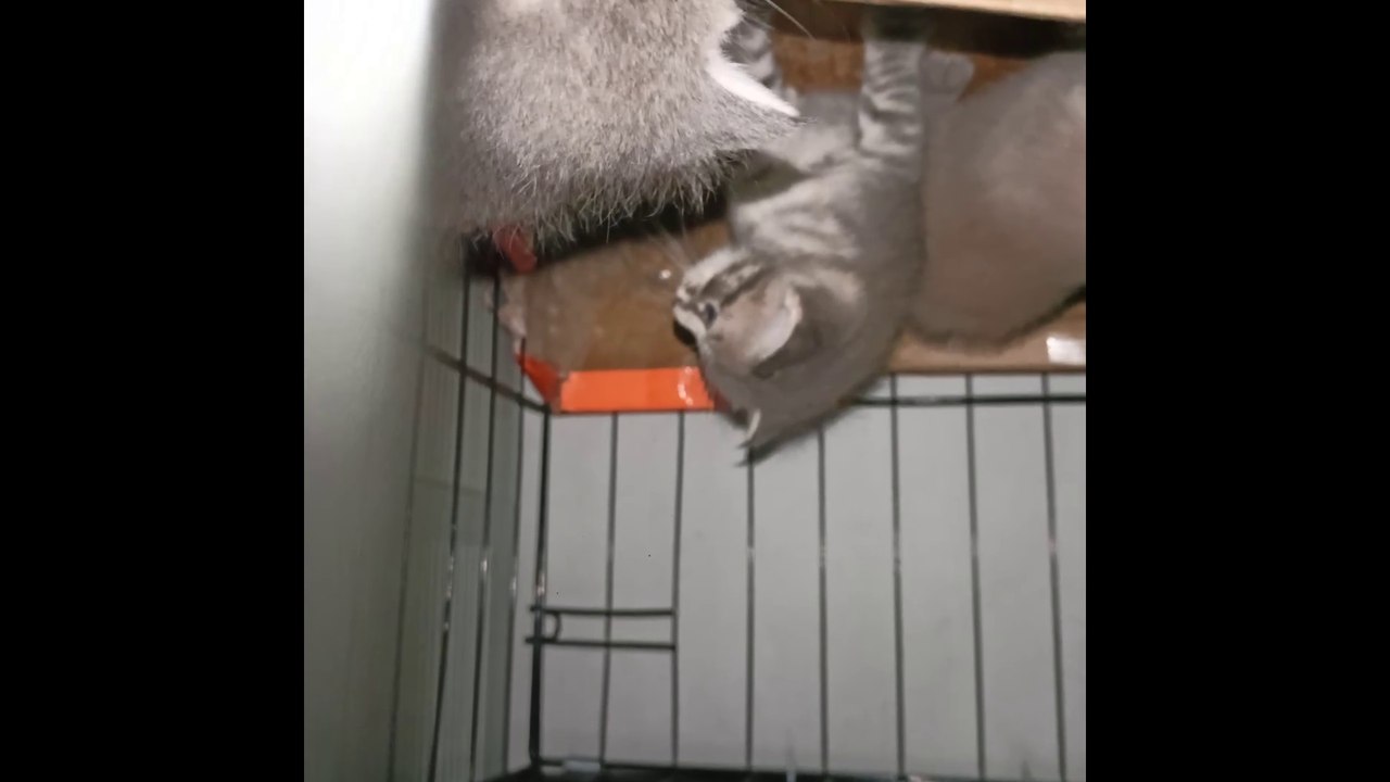 KITTENS
