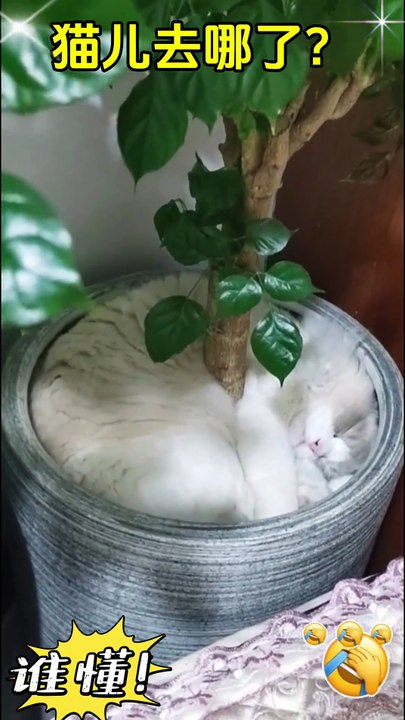 I can't find her. . Make you laugh and forget your worries. If you don't laugh after reading this, I lose. If you really can't hold it back, just laugh.