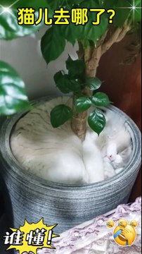 I can't find her. . Make you laugh and forget your worries. If you don't laugh after reading this, I lose. If you really can't hold it back, just laugh.