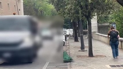 Un pavone a passeggio ai bordi di Villa Sciarra: le curiose immagini dell'attraversamento fra passanti per niente stupiti