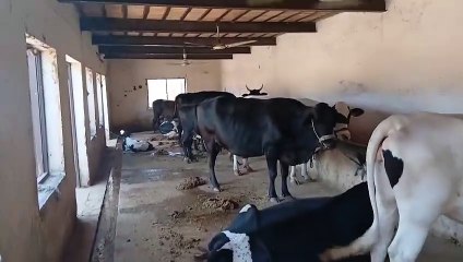 Cows  of Ch. Ikhlaq's Dera/Dhoke Gangal/Chakbeli Road, Rawalpindi/Milk/Proper heat control system.