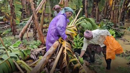 ഇടുക്കിയിൽ വ്യാപക കൃഷിനാശം: അമ്പലപ്പടിയില്‍  രണ്ടായിരത്തോളം ഏത്തവാഴകള്‍ നിലം പൊത്തി