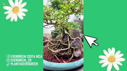 bd-publireportaje-evergreen-270525